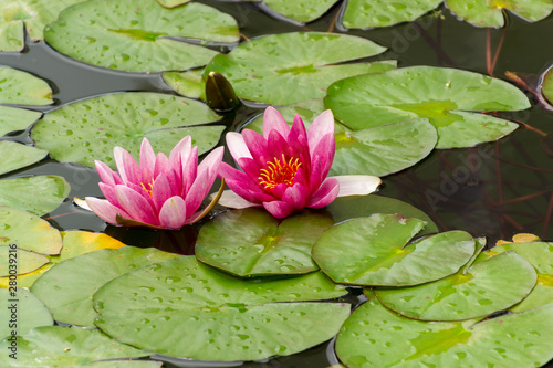 Beautiful lotus or water lily flower blossoms in the pond