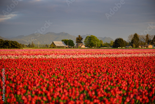 Obraz na płótnie Skagit Valley Tulip Festival 2016 w salonie