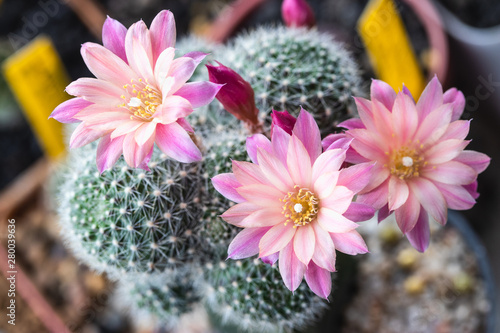 Blooming light pink flower of Rebutia carnival cactus Fototapete