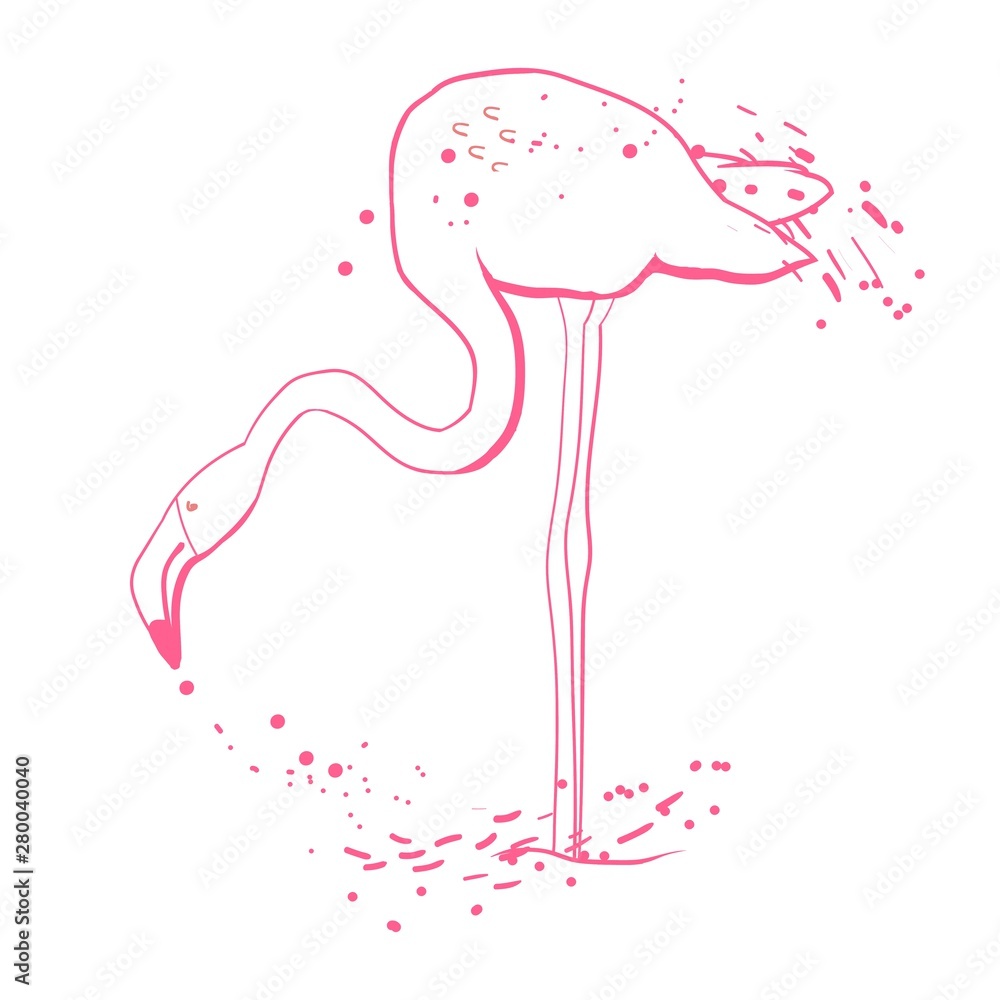 Fototapeta premium Flamingo looking for fish, graphic drawing, vector illustration