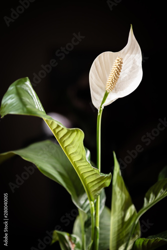 Dark floral spathiphyllum banner or background with a blank space for a text