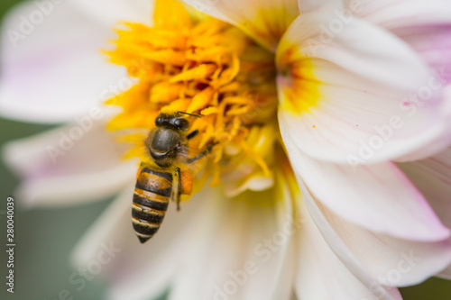 Honey Bee On Flower In The Garden