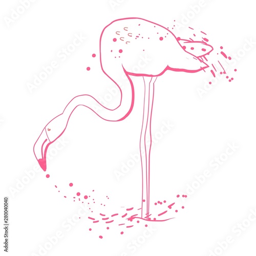 Flamingo looking for fish, graphic drawing, vector illustration © Kateryna