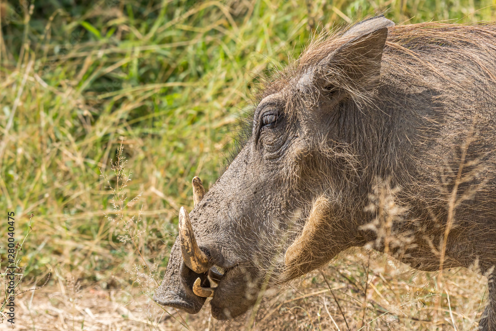 Head profile of a common warthog Head profile of a common warthog
