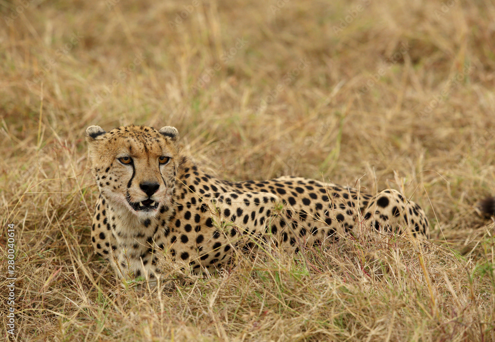 A Cheetah relaxing after eating a meal in the Savannah, Masai Mara, Kenya A Cheetah relaxing after eating a meal in the Savannah, Masai Mara, Kenya