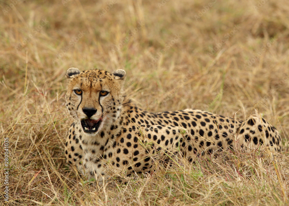 A Cheetah relaxing after eating a meal in the Savannah, Masai Mara, Kenya A Cheetah relaxing after eating a meal in the Savannah, Masai Mara, Kenya