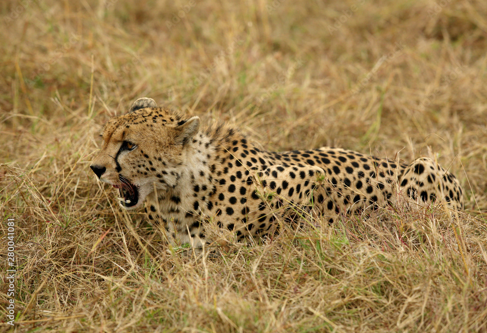 A Cheetah relaxing after eating a meal in the Savannah, Masai Mara, Kenya A Cheetah relaxing after eating a meal in the Savannah, Masai Mara, Kenya