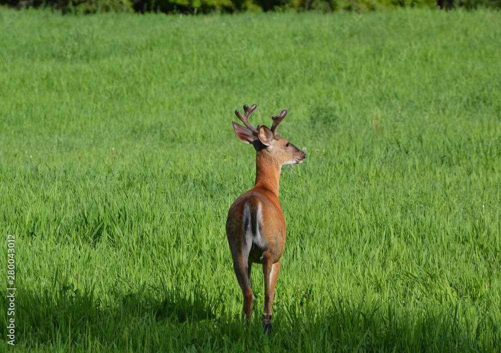 Buck White Tailed Deer Buck White Tailed Deer