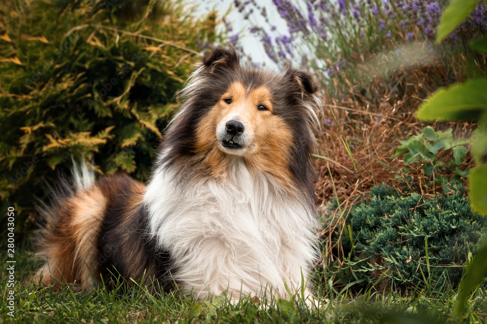 Rough collie aged