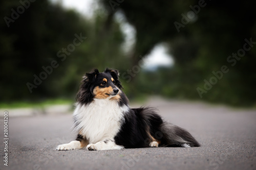 Sheltie color tricolor with long wool