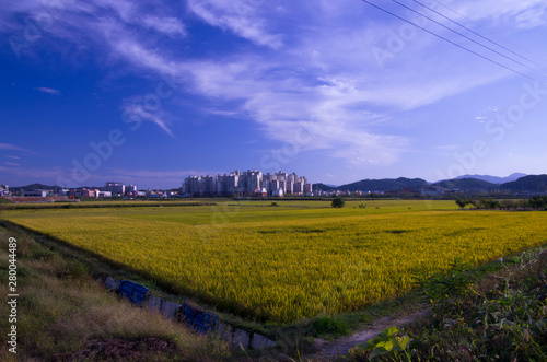 rice field under blue sky
