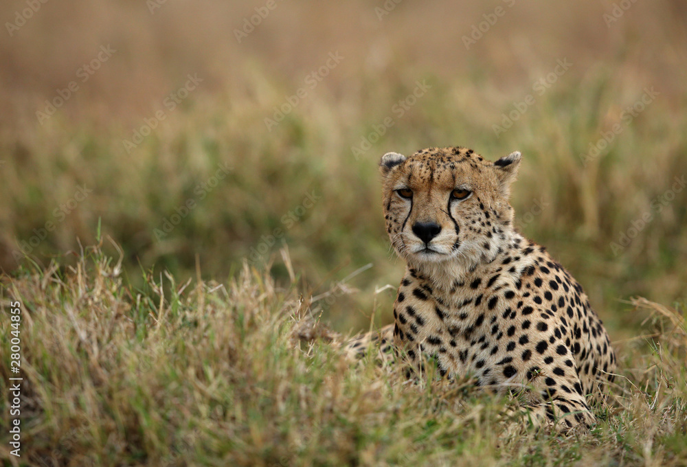 A Cheetah relaxing after eating a meal in the Savannah, Masai Mara, Kenya A Cheetah relaxing after eating a meal in the Savannah, Masai Mara, Kenya