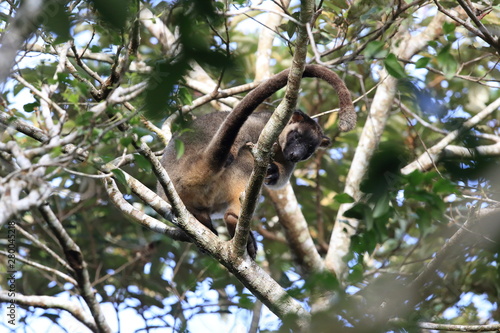 A Lumholtz's tree-kangaroo (Dendrolagus lumholtzi) rests high in a tree in a dry forest  Queensland, Australia photo