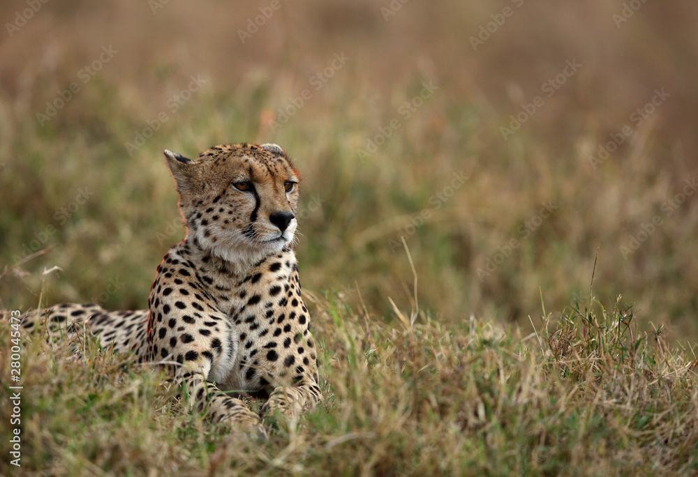 A Cheetah relaxing after eating a meal in the Savannah, Masai Mara, Kenya A Cheetah relaxing after eating a meal in the Savannah, Masai Mara, Kenya