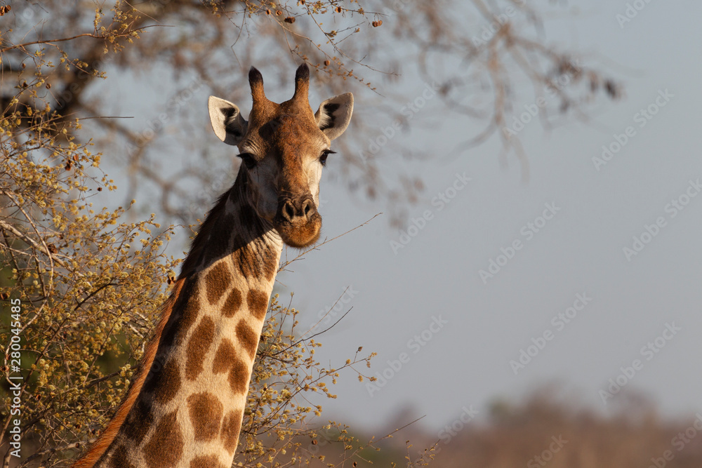 Adult Giraffe in Kruger National Park, South Africa Adult Giraffe in Kruger National Park, South Africa