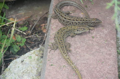 lizard in my garden
