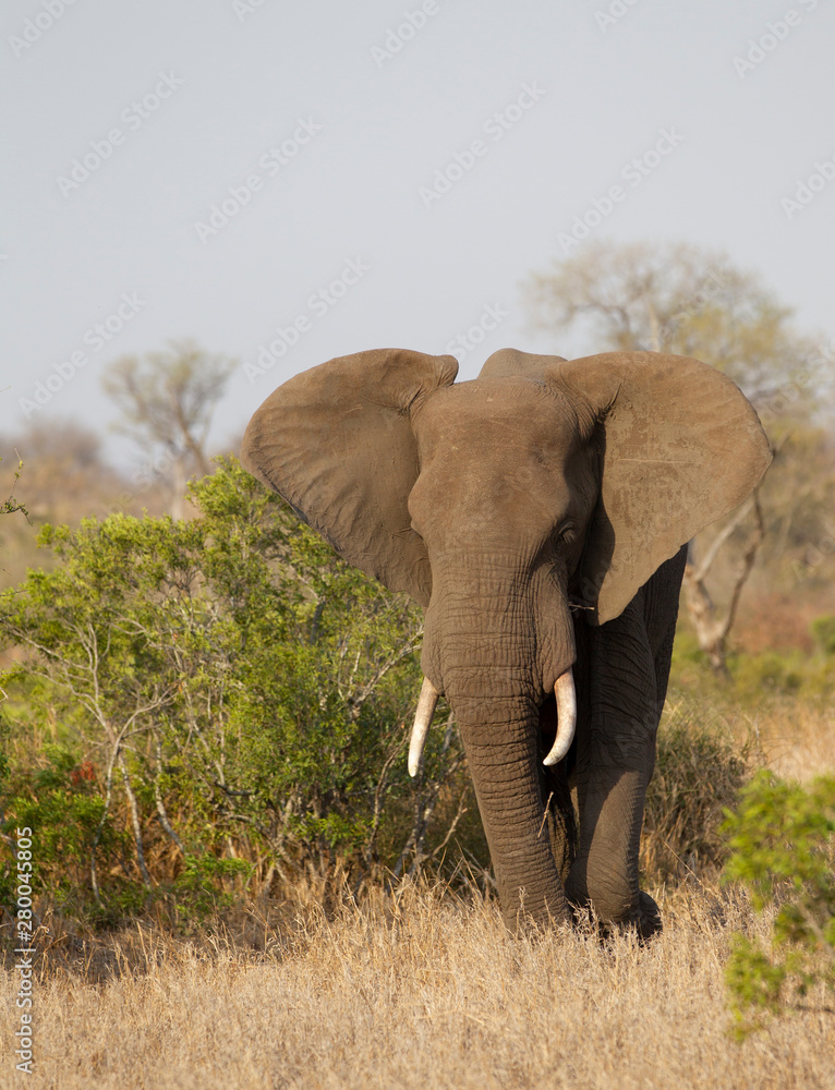 Fototapeta premium Bull Elephant w Parku Narodowym Krugera w RPA