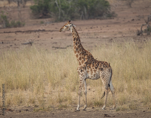 Adult Giraffe in Kruger National Park  South Africa