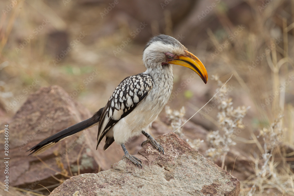 Fototapeta premium Yellow-Billed Hornbill in Kruger National Park, South Africa
