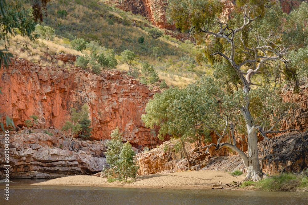 White gum trees in the East MacDonnell Range in the desert country of the Northern Territory Australia.