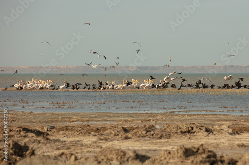 A colony of pelicans.ducks and gulls enjoying the afternoon sun on a sandy island in the Aral sea
