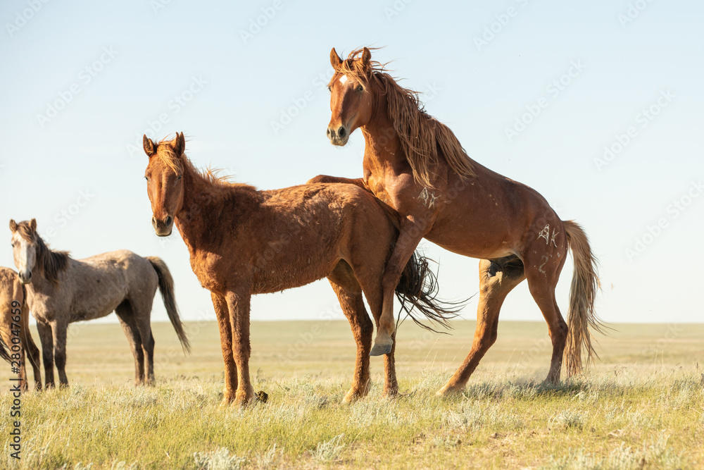 Horses frolic in the open air on a summer day Horses frolic in the open air on a summer day