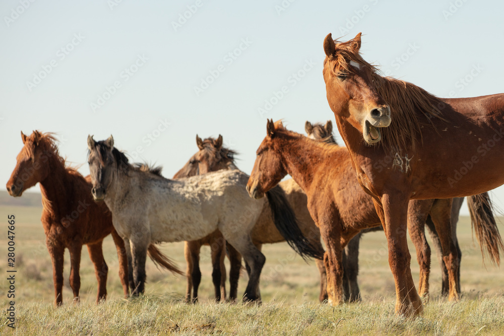 Horses frolic in the open air on a summer day .In the steppes of Kazakhstan Horses frolic in the open air on a summer day .In the steppes of Kazakhstan