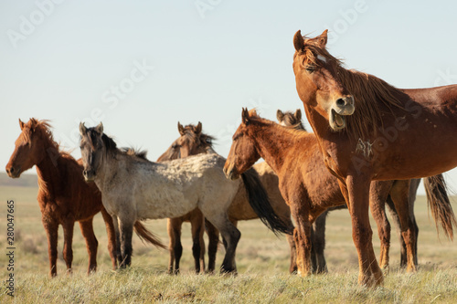 Horses frolic in the open air on a summer day .In the steppes of Kazakhstan
