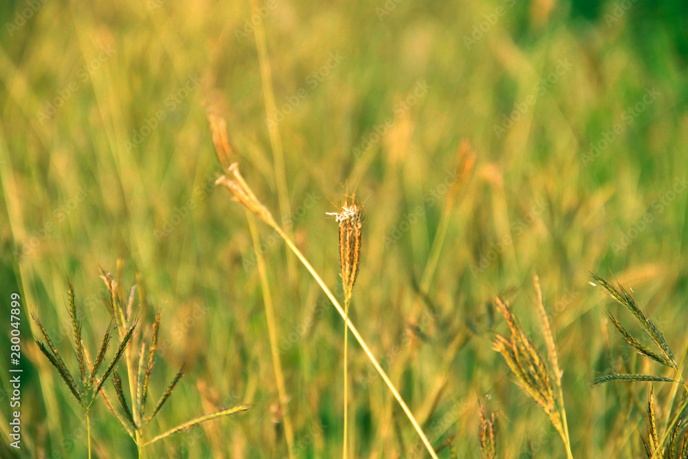 Golden grass flowers in the garden Golden grass flowers in the garden