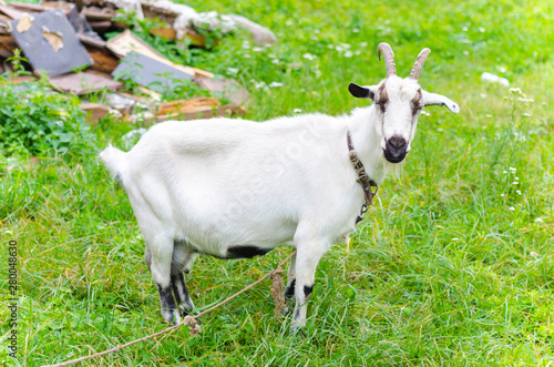 white goat on a leash