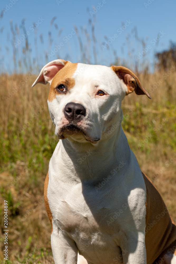 american staffordshire terrier american staffordshire terrier