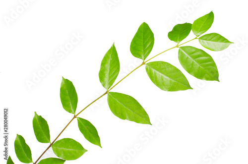 The tree leaves on the white background. The isolated green leaves with clipping path
