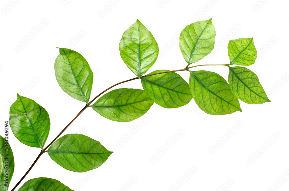 The tree leaves on the white background. The isolated green leaves with clipping path The tree leaves on the white background. The isolated green leaves with clipping path