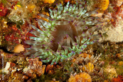 Fat anemone, Thick tentacle anemone,Sea mouth anemone, cribrinopsis crassa