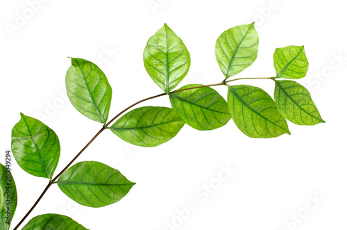 The tree leaves on the white background. The isolated green leaves with clipping path