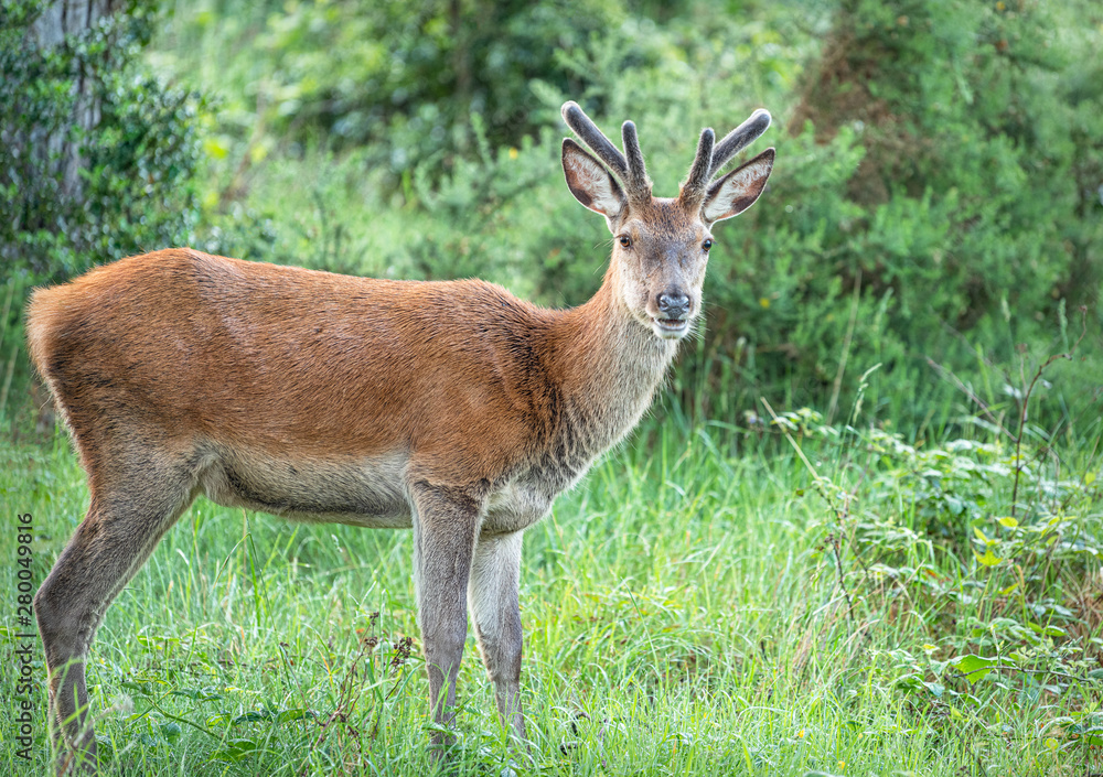 Red deer, Woodland, Glenveagh National Park, Donegal, Ireland