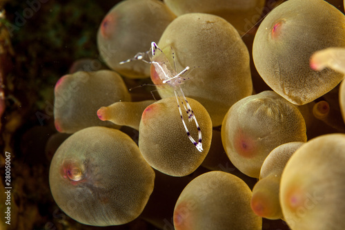 Periclimenes sarasvati, Anemone Shrimp photo