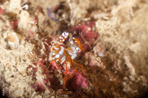 Squat shrimp or sexy shrimp, Thor amboinensis