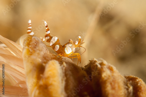 Squat shrimp or sexy shrimp, Thor amboinensis photo