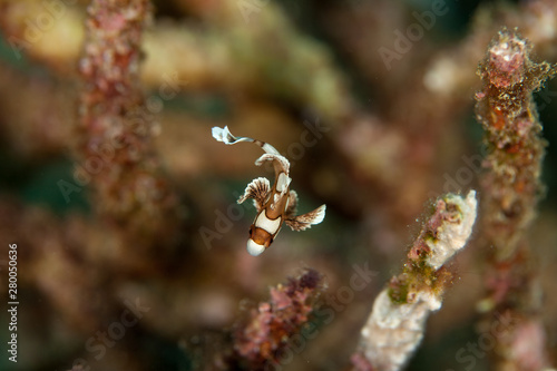 Plectorhinchus chaetodonoides, the harlequin sweetlip photo