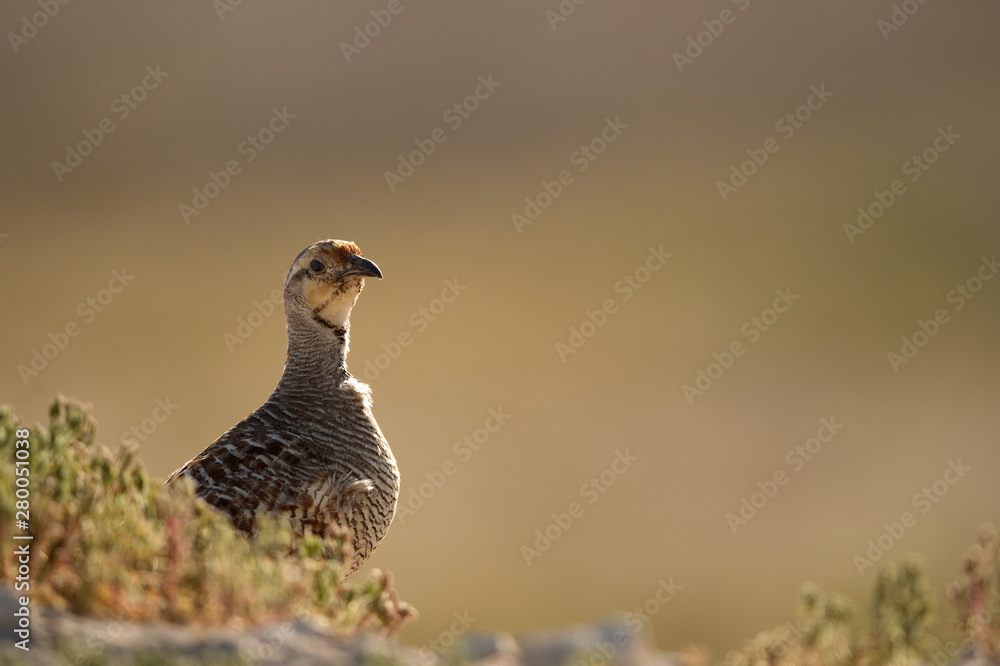Grey francolin at Hamala farm, Bharain Grey francolin at Hamala farm, Bharain