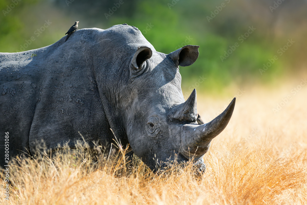 Obraz premium White rhinoceros bull portrait , highly focused and alerted in tall golden grass. Kruger National Park. Ceratotherium simum