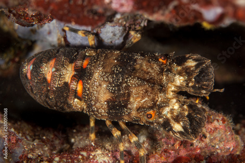 Slipper Lobster, Scyllarides arctus photo