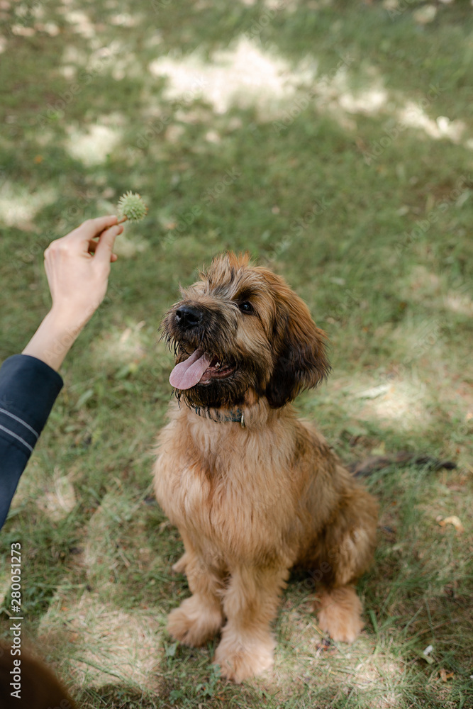 A red puppy briard playing in the park A red puppy briard playing in the park