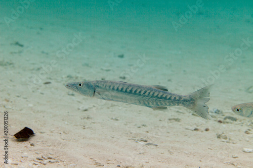 Barracuda, ray-finned fish