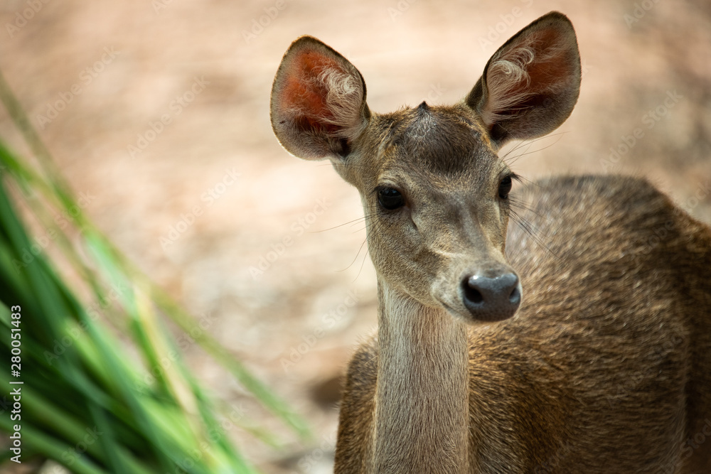 Fototapeta premium Portrait curious white brown deer and blur background 