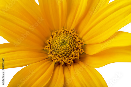 Yellow daisy flower on a white background.