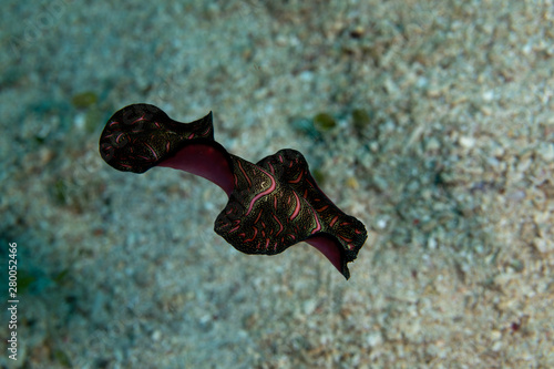 Bedford's flatworm, Pseudobiceros bedfordi, is a species of flatworm in the family Pseudocerotidae photo