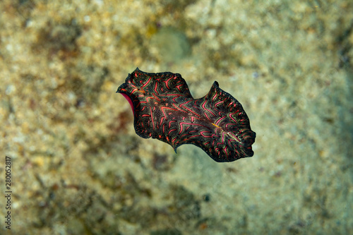 Bedford's flatworm, Pseudobiceros bedfordi, is a species of flatworm in the family Pseudocerotidae photo