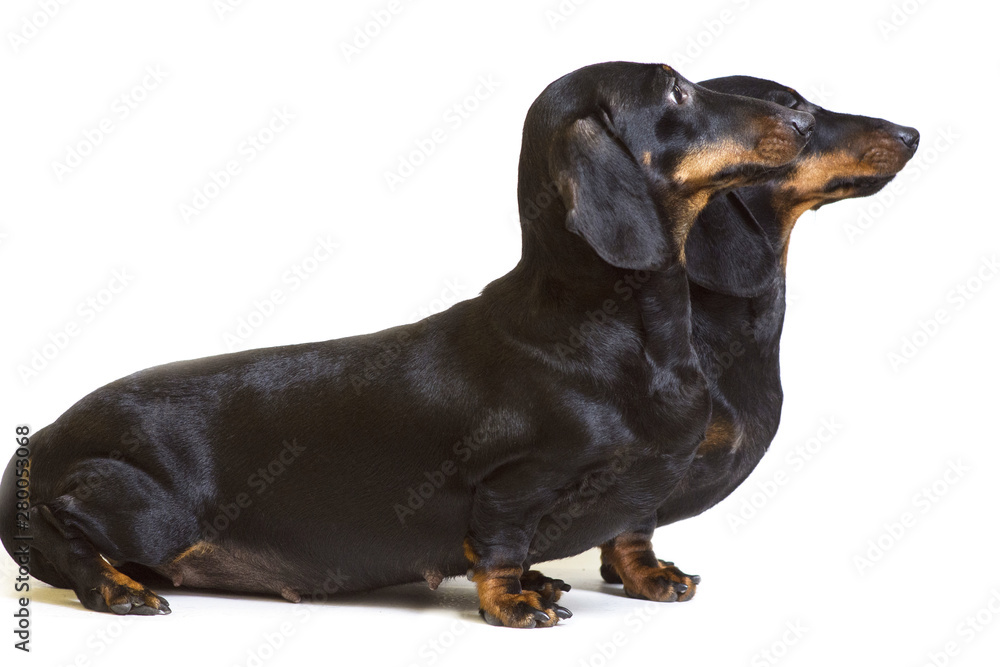 A pair of smooth-haired dachshunds stands sideways and looks to one side.